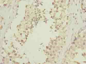 DNALI1 Antibody