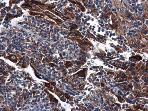 DNase I antibody [N1C3]