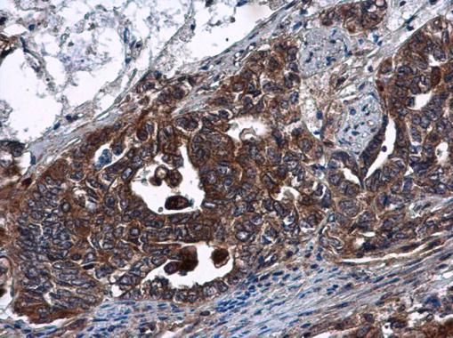 DNase I antibody [N1C3]