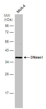 DNase I antibody [N1C3]