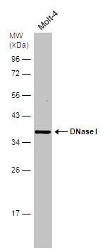 DNase I antibody