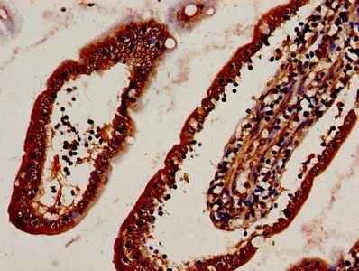 DNASE2 Antibody