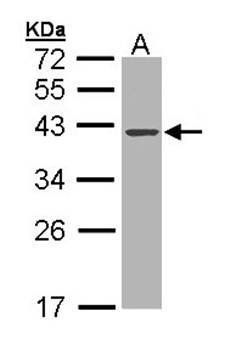 DNase I antibody