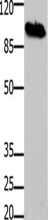 DNM1 Antibody