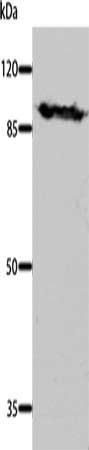 DNM1 Antibody