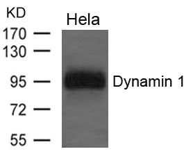 DNM1 Antibody