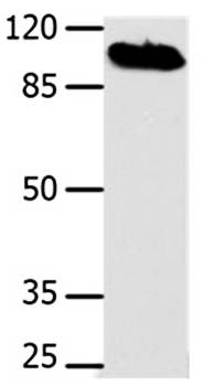 DNM1 Antibody