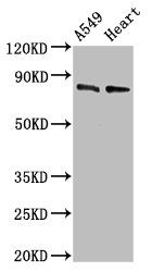 DNM1L Antibody