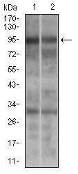 DNM1L Antibody