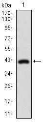 DNM1L Antibody