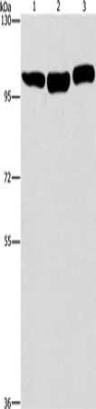DNM2 Antibody