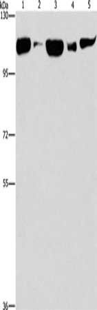 DNM2 antibody