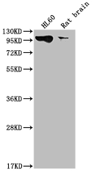 DNM2 Recombinant Monoclonal Antibody