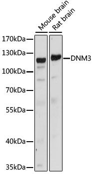 DNM3 antibody