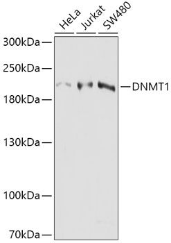 DNMT1 antibody