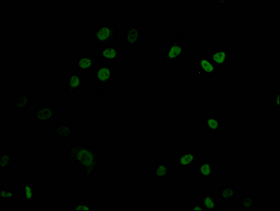 DNMT1 Antibody