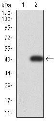 DNMT3A Antibody