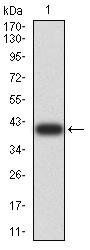 DNMT3A Antibody