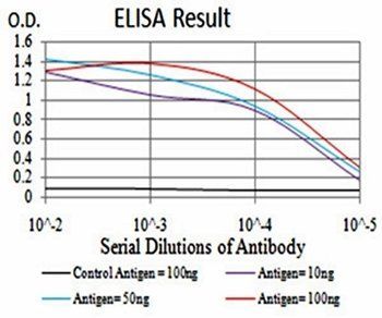 DNMT3B Antibody