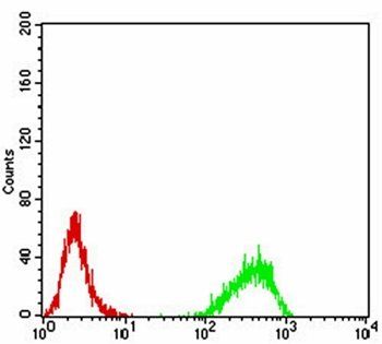 DNMT3B Antibody