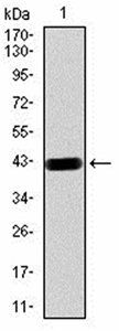 DNMT3B Antibody