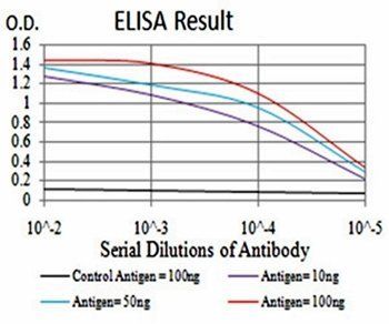 DNMT3B Antibody