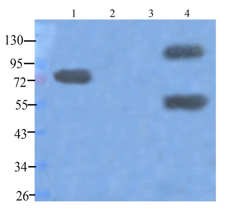 Dnmt3b antibody