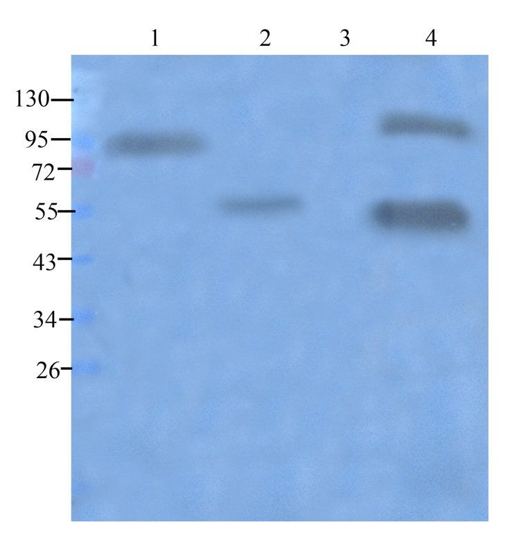 Dnmt3b antibody