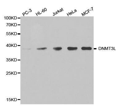 DNMT3L antibody