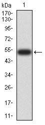 DNMT3L Antibody