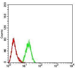 DNMT3L Antibody