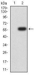 DNMT3L Antibody