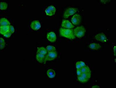 DNPEP Antibody