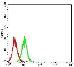 DNTT Antibody