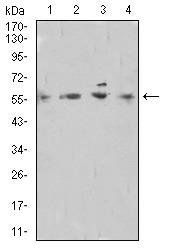 DNTT Antibody