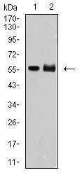 DNTT Antibody