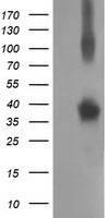 DNTTIP1 Antibody