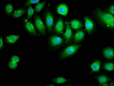 DOCK1 Antibody