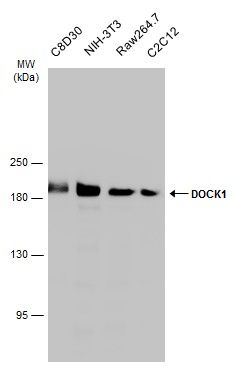 dedicator of cytokinesis 1 Antibody