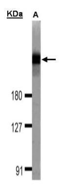 dedicator of cytokinesis 1 Antibody