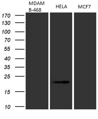 DOCK2 Antibody