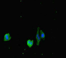 DOCK3 Antibody