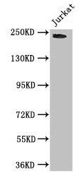 DOCK7 antibody