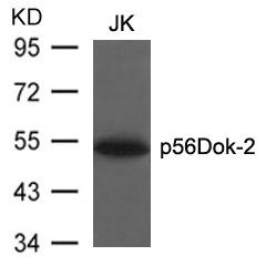 DOK2 (Ab-299) Antibody