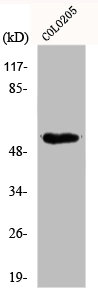 DOK2 Antibody