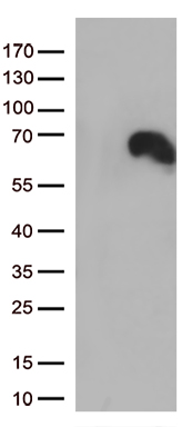 DOK3 Antibody