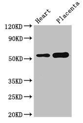 DOK3 antibody