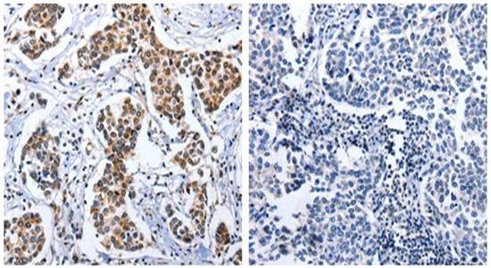 DOK3 Rabbit Polyclonal Antibody