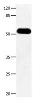 DOK3 Rabbit Polyclonal Antibody