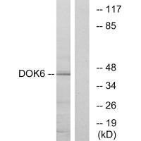 DOK6 antibody